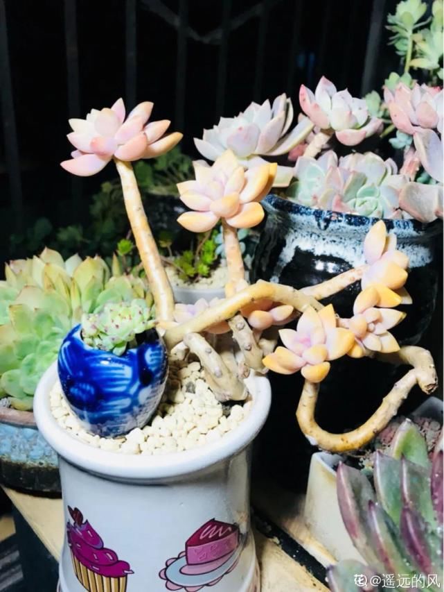 一入肉坑深似海，越养越上瘾