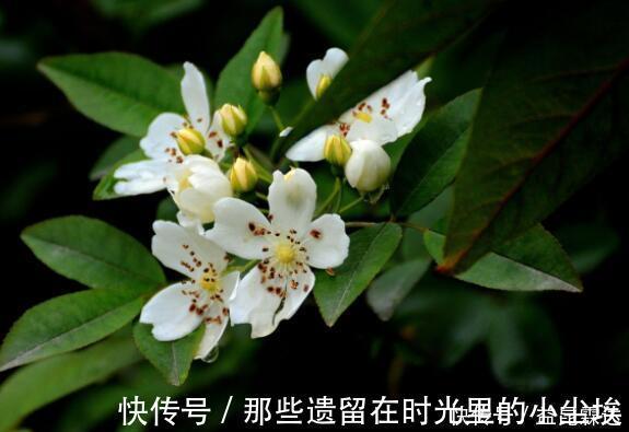 美人花|养花就养这几款，美观大方，叶色浓绿，花色绚烂丰富