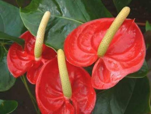 红掌越养,花越少学会“顺着来”,花箭射、叶片亮,养了就爆