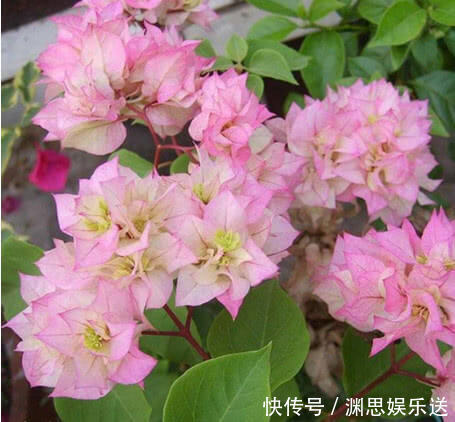 白粉病|''大蒜''养花有奇效盆里放一点，不再烂根、生虫，叶子油绿花朵艳