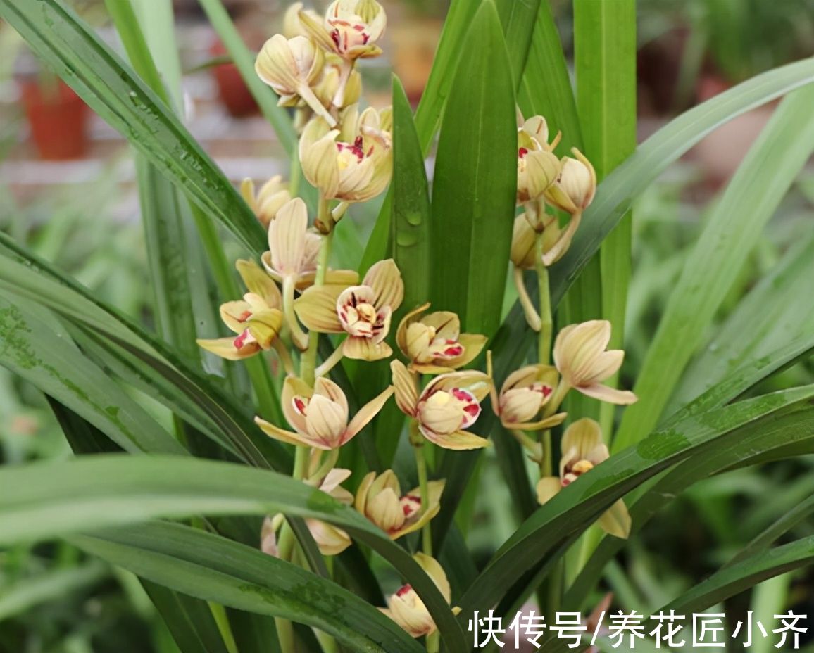 兰花长势旺盛开花多，养根是关键，掌握技巧才能满盆大白根