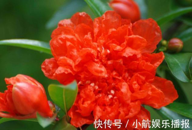 养护|喜欢养护花卉,就养全年都开花,见光就旺,漂亮胜牡丹的花卉!