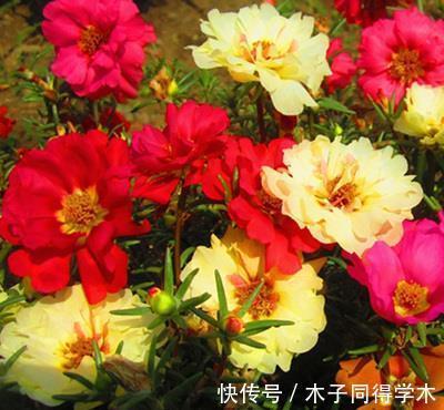 秋季|养花，这几款秋天天凉之后，就很少开花了，冬天也容易冻死