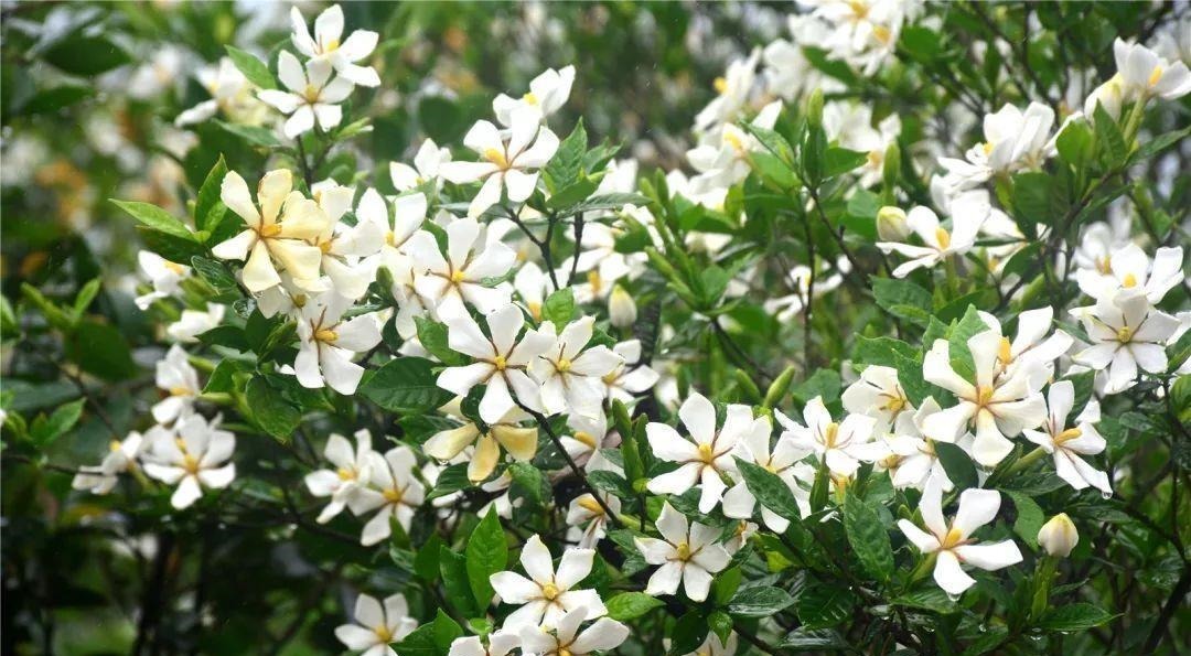 下雨天,这些花快扔出去,淋一淋,呼呼冒新芽,花开一大盆