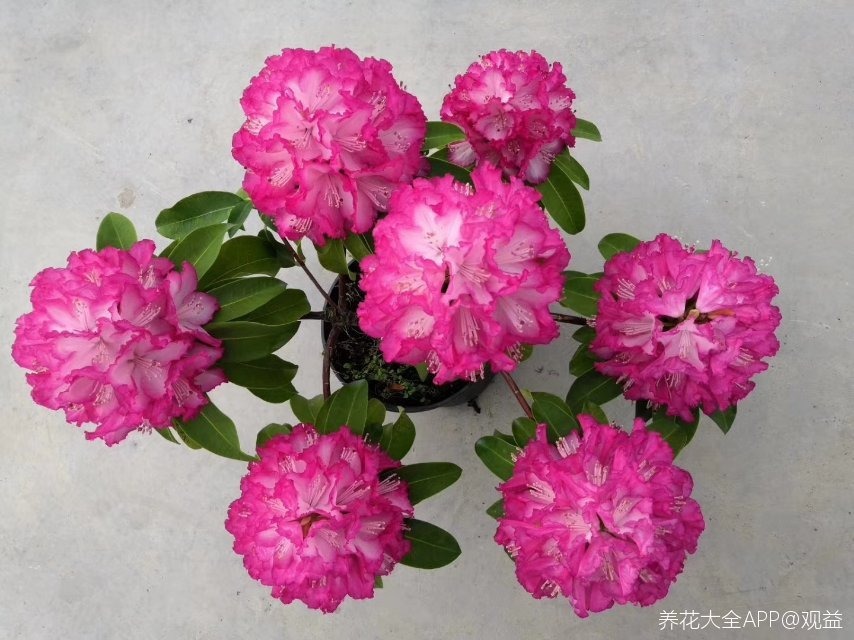 草莓度夏|3种花要休眠了,快别浇水了,再浇就死了!