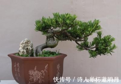 1种“盆景”,有长寿、吉祥的寓意,适合客厅养,比啥花都强