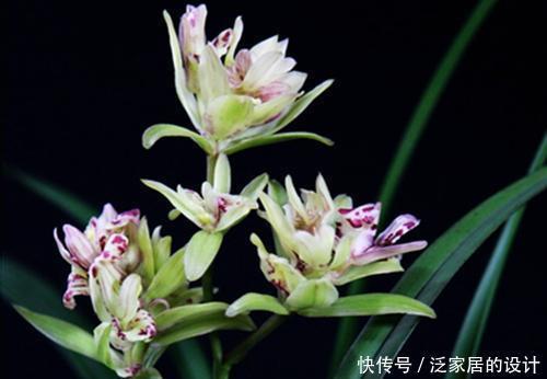 几款花卉,花大色艳,好养易爆盆,养在客厅美极了