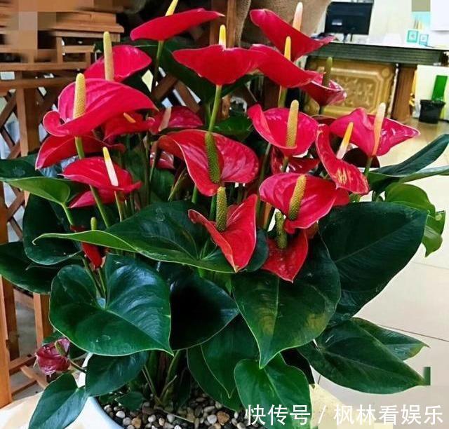 叶片|5种花最怕晒,天天不见光,开花却火爆,一朵一朵炸花球