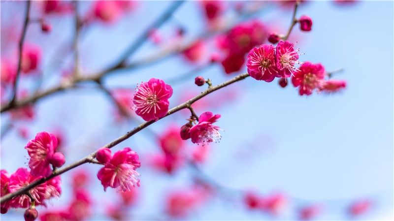 这也太美了，南岳衡山五彩傲梅迎春开