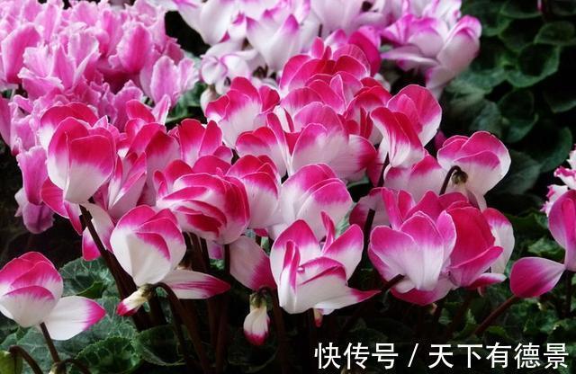 休眠|5种“漂亮花”,9月要多施肥,叶片杠杠厚,很快长花苞