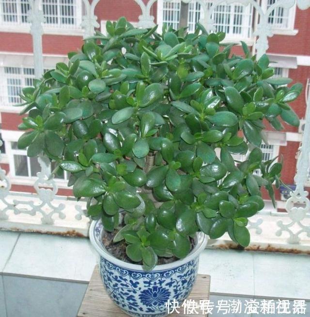 浇水|玉树这么养，轻松变“老桩”，价格翻倍，玉树临风，花开不败