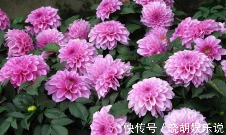 几款花卉,好养易爆盆,花朵姿态万千,颜值超高的