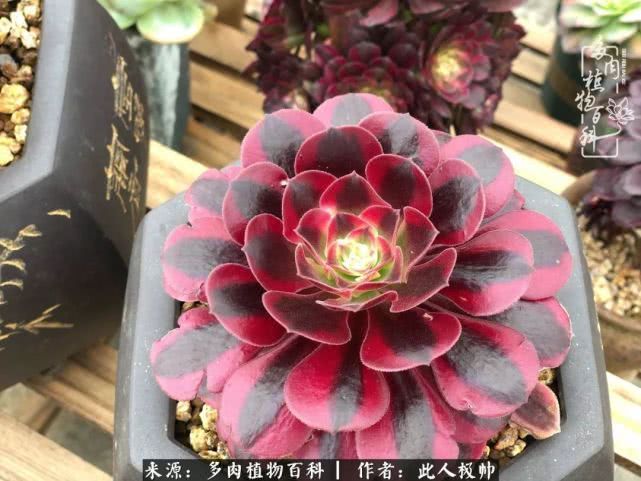 骄阳艳玫瑰,梦幻魔法师!独爱你的百媚千红!