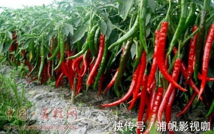 大棚|青椒净化血液、提高免疫力,农民掌握种植要点,收获高产的青椒