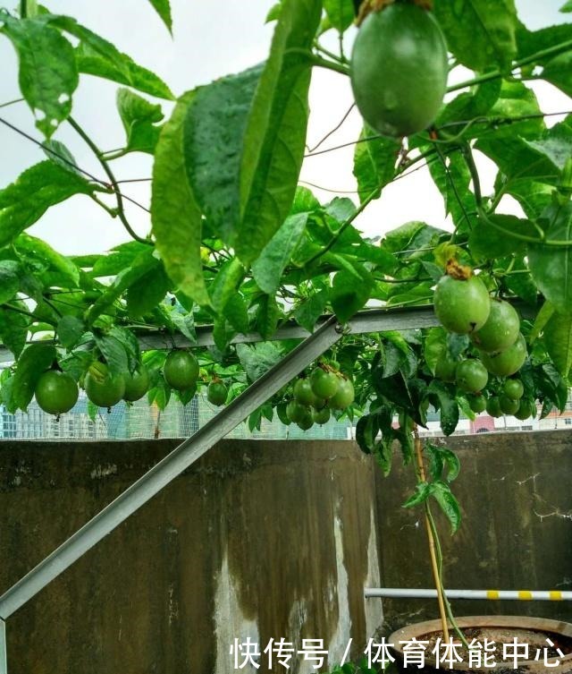 此水果可以阳台盆栽,好养易活,结果超多,种植一次,年年有果吃!