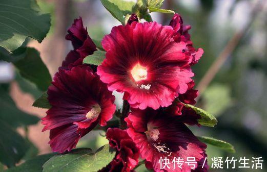 迷人|4种花超有仙气的，迷人的花朵色彩斑斓，颜值超高的