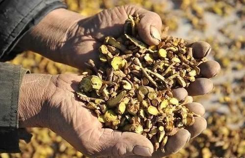 神农本草经|被人忽略的一味良药,可除“周身之风邪”,为除风邪、湿痹之良药