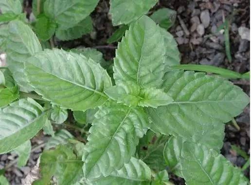 仙草|农村的一种“仙草”,女人不好意思采挖,却是男人的“福音”!