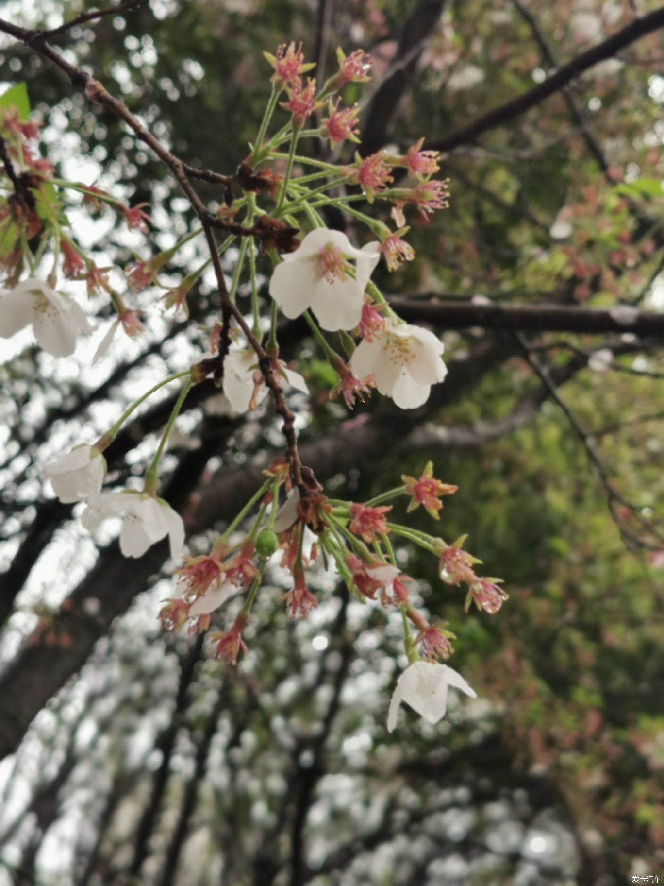 雨中盛开的樱花