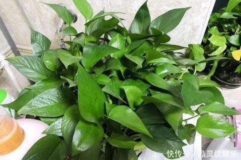 “这种水”别倒掉,绿萝最爱喝,一月浇两次,叶片从来不发黄