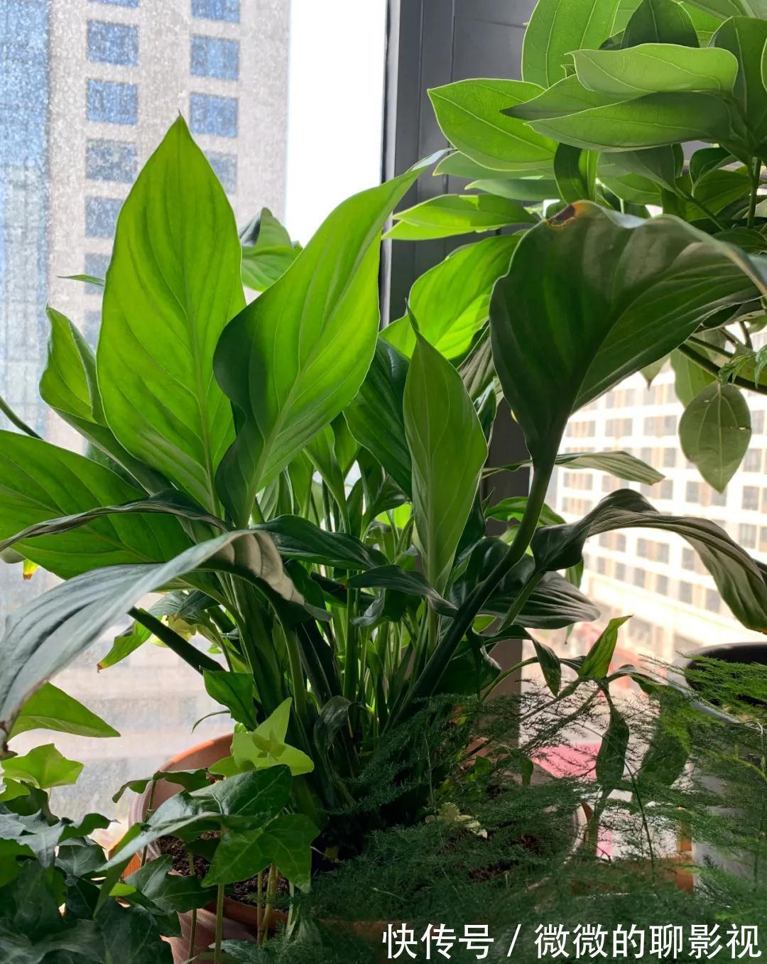 这5种花,越喷水,长得越好,叶子绿的能滴油