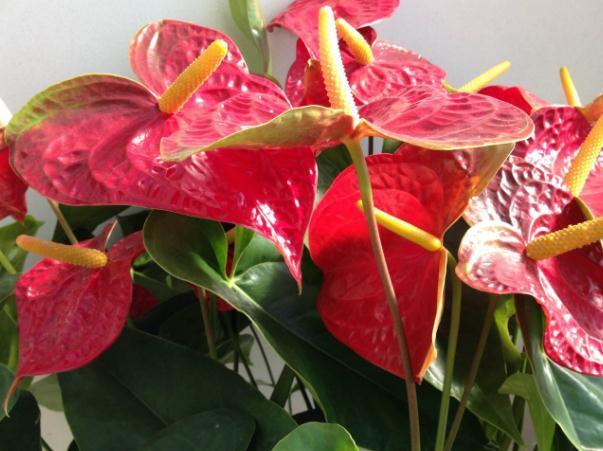 养红掌，学会“转一转”，叶片油亮、花苞多，满屋“红艳艳”