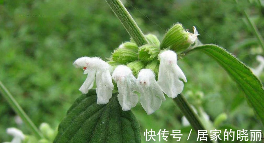 破伤风症|这种北方植物的根能治破伤风症，是“治风之通用药”，你认识吗