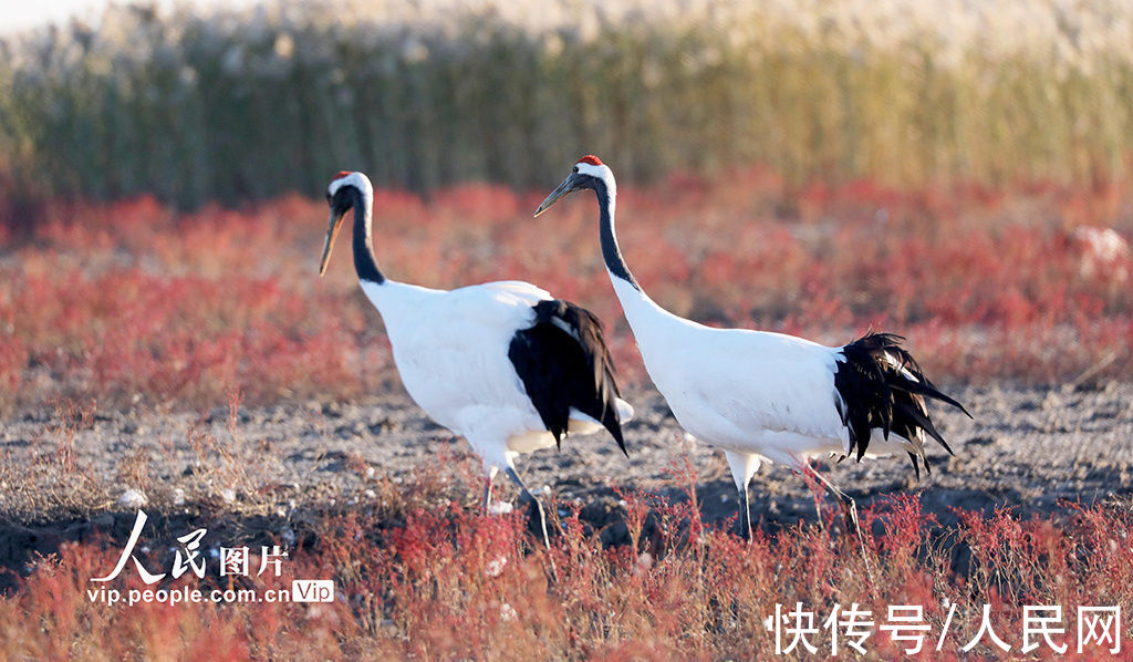 盘锦|辽宁盘锦：辽河口湿地红滩鹤曼舞