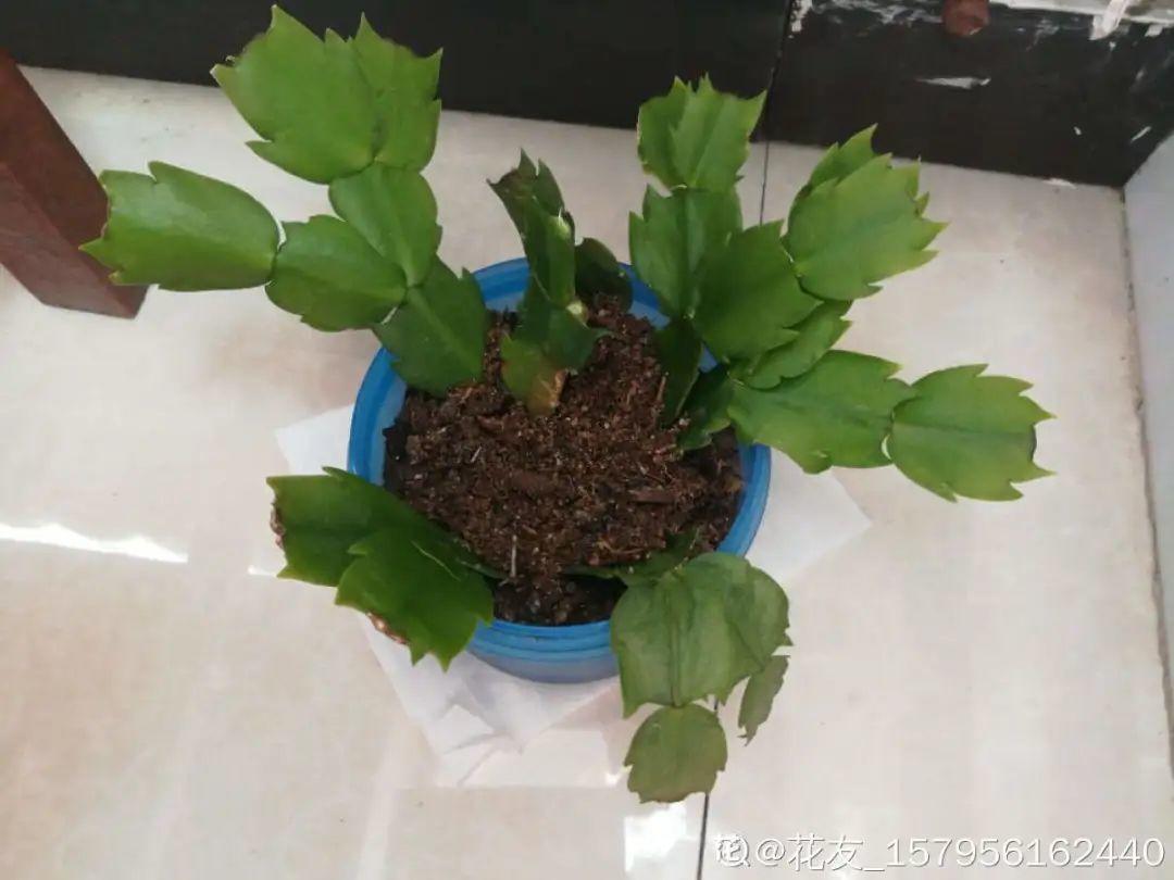 家里有这7种花,少浇水、不能晒,天热要休眠!