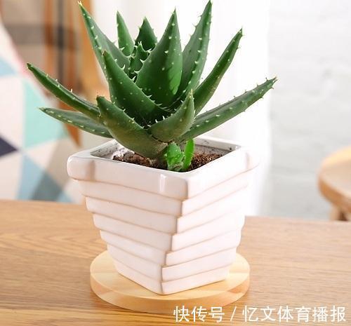 家里什么植物都可以不养,唯独这4种万万要种,难怪有钱人住富裕