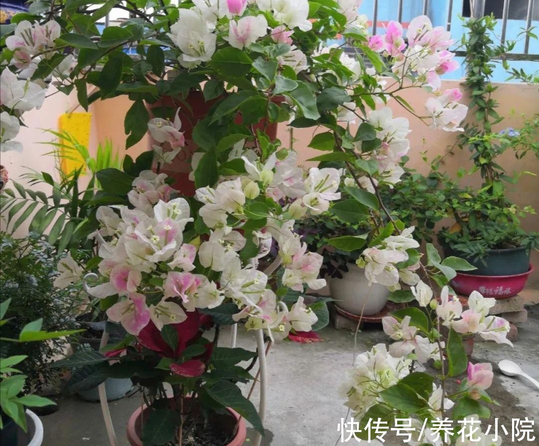 天气变冷,10种花要减少浇水,不然难过冬