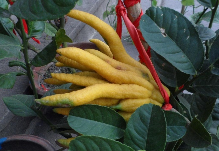 此花香气浓郁,千姿百态,被称为果中之仙品,代表着吉祥和幸运