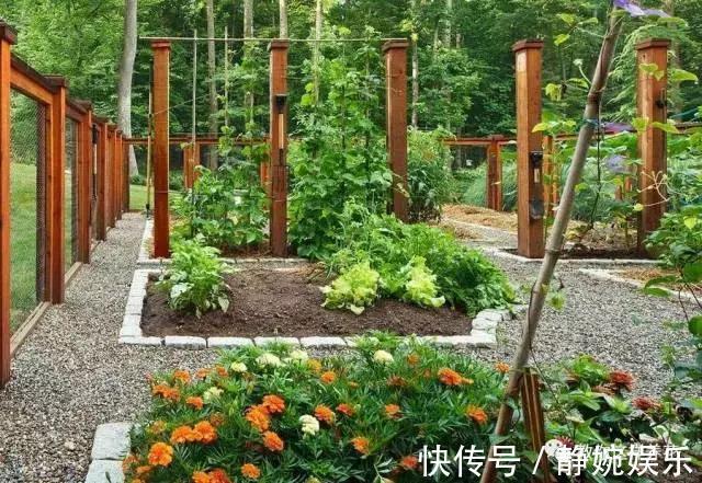 学会纸上种菜,在家就能做菜农,青菜不用买!