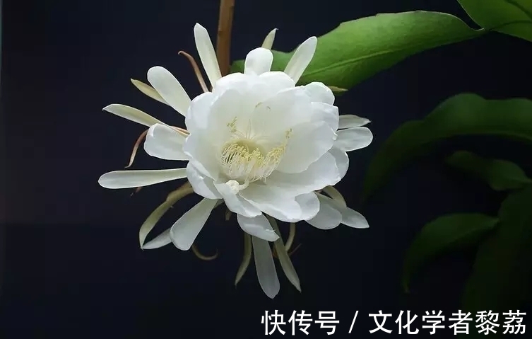 昙花!昙花的物语