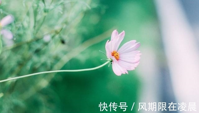 生肖|下个月，缘分与桃花主动靠近，拿出真诚爱意的3大生肖