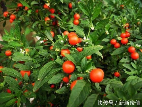 路边有一种“野果子”,初看不起眼,盆栽起来“赏果”上百天