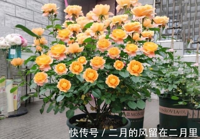 阳台上|闺蜜终于有了属于自己的家，送点什么最合适呢？这3种花最合适