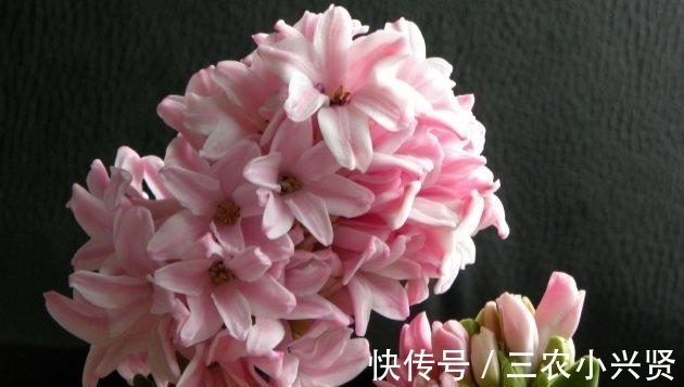 花语|风信子有毒吗? 风信子可以放在卧室内养吗?