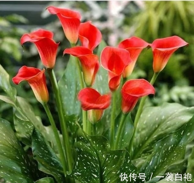 养花就养这几款,全年开花不停,花色艳丽,开成百花园!