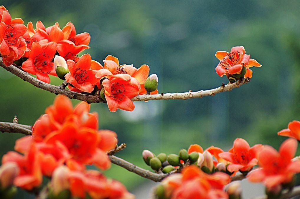 攀枝花开！如此“摘花”要不得