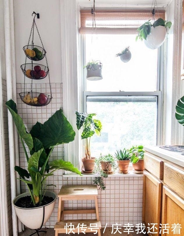 媳妇儿,你把卫生间都种成了花园,人家都不好意思在里面蹲坑了!