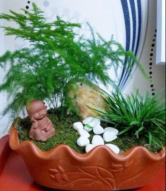 就5种花，不能晒太阳，一不小心就晒死，不妨你就试一试