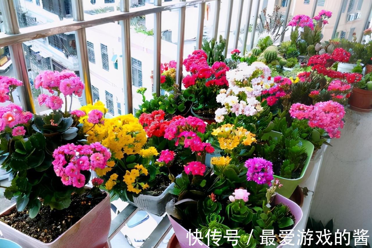 适合10月扦插的“5种花”,喜欢不要花钱买,几根枝条就能插一盆