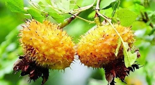 自由基|对身体最好的三种食物,坚持吃一些,补充营养,身体棒棒哒!