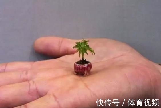 黄杨|微型盆景越来越受欢迎,这里是它们的“集中营”,都是你想知道的