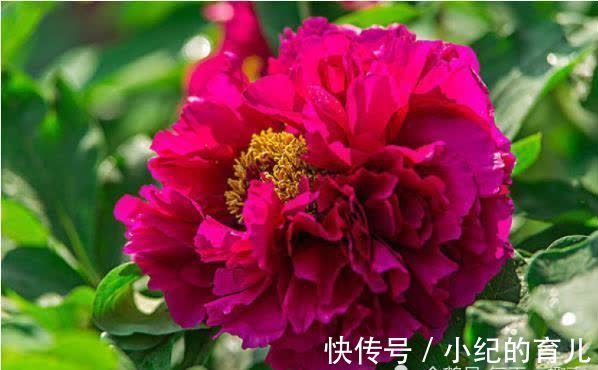 女人|天生“旺夫享福”的4大生肖女,不拜金不攀比,娶到就是赚到!