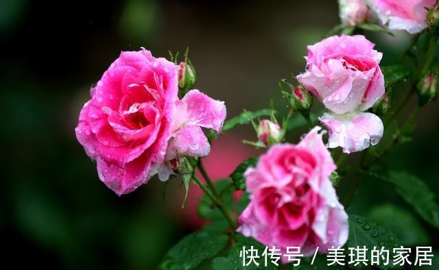 施肥|九月入手月季，赶紧做4点，上冻前还会再开花