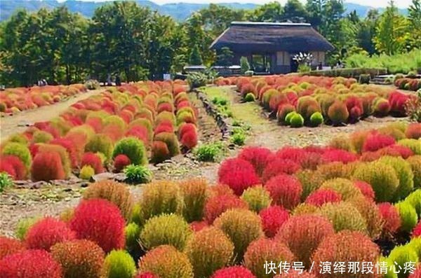 植株|9种比花还美的草,院子里种起来,美如仙境没商量!