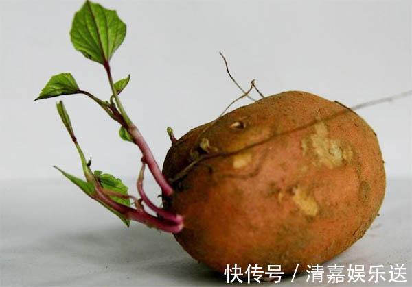漂亮|厨房吃不完的5种菜，种“花盆里”，变盆景开花美，能吃好几茬