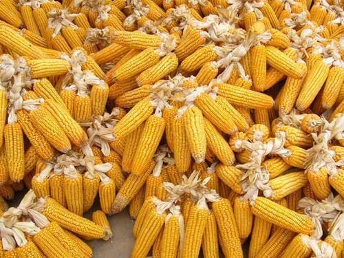 血清脂蛋白酶|它们是高血脂的“天敌”，坚持每天吃一点，可能高血脂慢慢消失！